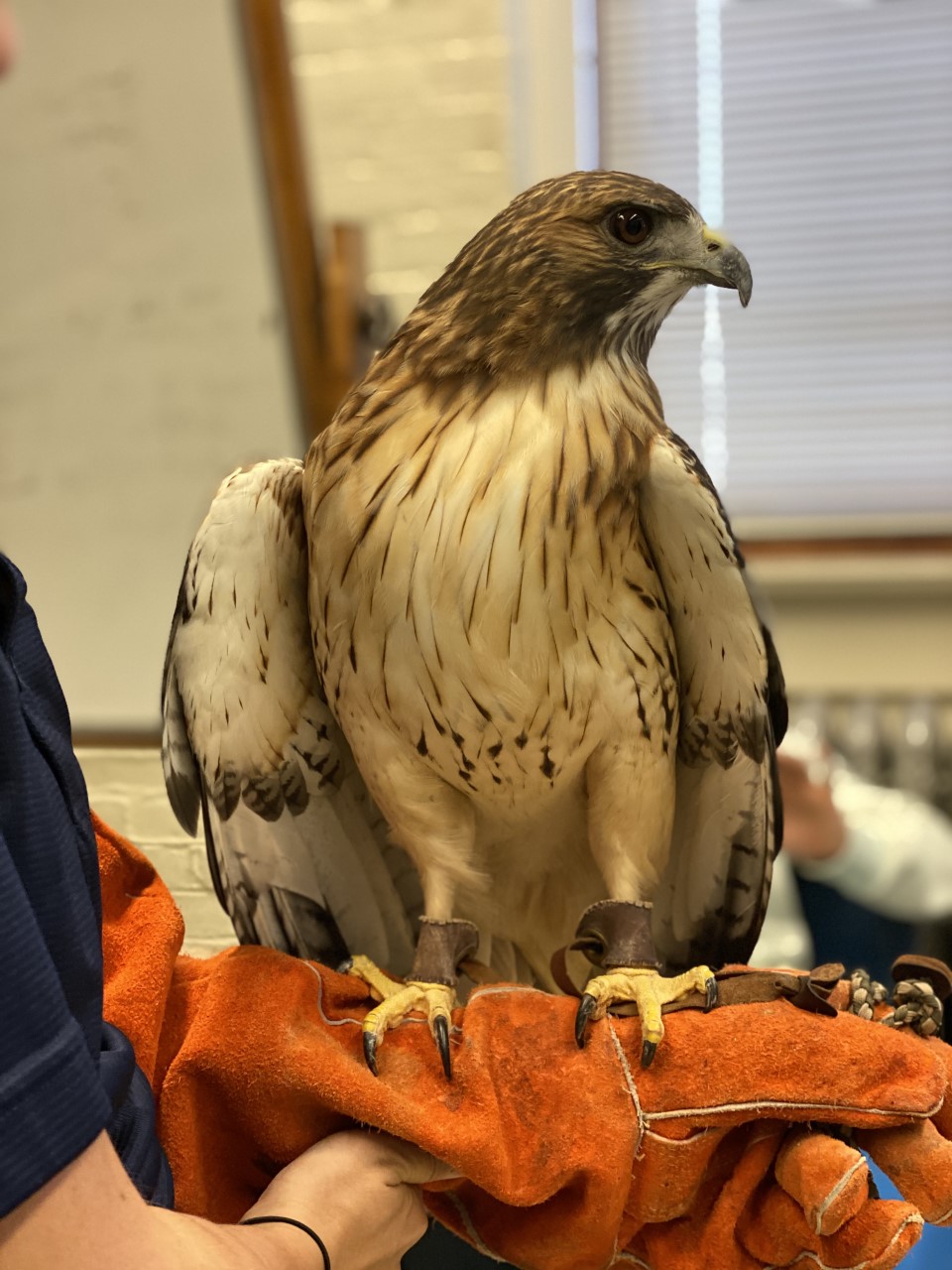 Odin